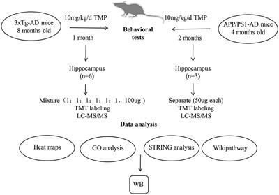 Tetramethylpyrazine Improves Cognitive Impairment and Modifies the Hippocampal Proteome in Two Mouse Models of Alzheimer's Disease